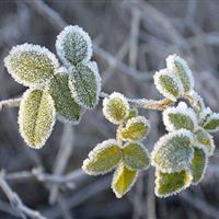 هوای کردستان هشت درجه سردتر میشود/مریوان پربارش ترین شهر استان