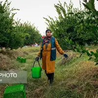 برداشت نارنگی از باغهای هاشمآباد در گرگان