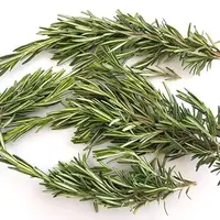 رزماری، مرهم سریع زخمها میشود