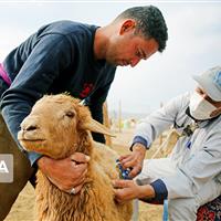واکسیناسیون گسترده دامها در البرز؛ تب برفکی و بیماری مشاهده نشده است