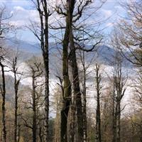 بازداشت قاچاقچی حرفهای قطع درختان در لیسار/ اهمیت حفاظت از هیرکانی