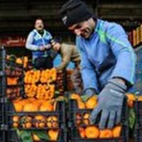 تشدید نظارتها بر بازار میوه و ترهبار زنجان
