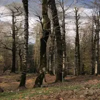 دستگیری قاچاقچی حرفهای قطع درختان لیسار تالش