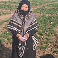 طلای سرخ ایران، دست توانای بانوان البرزی را میستاید