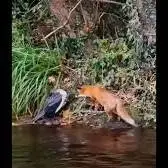 شکست روباه در حمله ناگهانی به پرنده