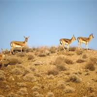 آغاز پایش پاییزی پستانداران؛ «کولِگ» قلب تپنده زیست جانوری ایلام