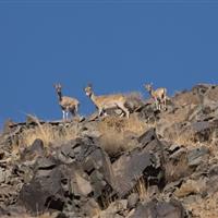 سند اراضی حفاظتشده پلنگدره قم به زودی صادر میشود