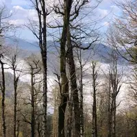 بازداشت قاچاقچی حرفهای قطع درختان در لیسار؛ اهمیت حفاظت از هیرکانی