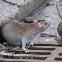 موشها در مشهد ناپدید شدند!