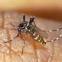 شناسایی ۲۰۵ فرد مبتلا به تب دنگی در هرمزگان؛ سفر هیئت تخصصی سازمان جهانی بهداشت