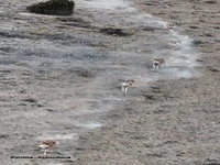 عبور گلههای قوچ اوریال در پارک ملی گلستان