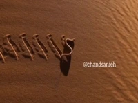 ویدئویی بسیار زیبا از نحوۀ حرکت مارِ زنگیِ سایدوایندر