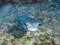 جوجه تیغی واقعی ،یک ماهی است !