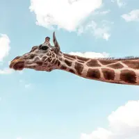 چرا زرافهها علاوه بر گردن، پاهای بسیار بلند نیز دارند؟