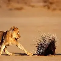 تقابل شیر جوان با جوجه‌تیغی در دل طبیعت وحشی