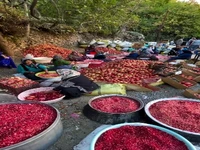 فصل بوی انار و نوای دف در روستای هورامان