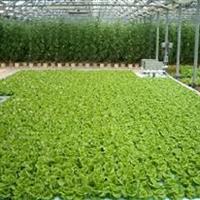 لزوم بهرهگیری از شیوه کشاورزی هیدروپونیک در شرایط خشکسالی