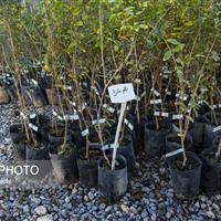 رئیس اداره آموزش منابع طبیعی زنجان: مدارس بهترین بستر برای نهادینهسازی فرهنگ حفاظت از منابع طبیعی هستند