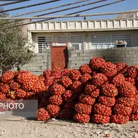 عکس/پاییز سرخ لرستان در انارستان زیر تنگ سیاب، کوهدشت