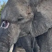 مشهورترین فیل پارک کروگر با سوراخ مادرزادی در خرطوم