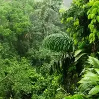 4 گوشه دنیا / شگفتی های جنگل آمازون، ریه های کره زمین