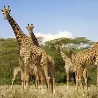 نجات یافتن یک زرافه در رودخانه خروشان