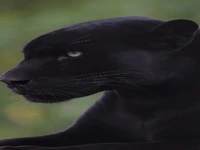 تصاویری جذاب از جگوار سیاه در حال استراحت