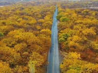 پاییز زیبای تویسرکان ، همدان 