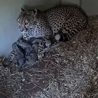 تولد چهار توله یوزپلنگ در باغ وحش ویرجینیا