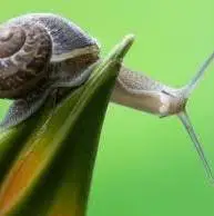 کلید حافظه انسان در مغز یک حلزون