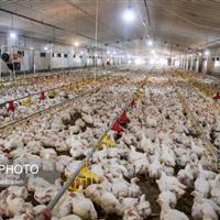 تدوین الگوی بهینه مصرف مکمل ویتامینی در جیره جوجههای گوشتی