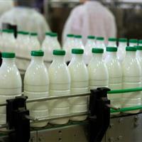 افزایش قیمت نهادههای دامی عامل اصلی گرانی شیر