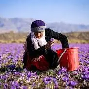 روزهای قشنگ زعفرونی خراسان بزرگ