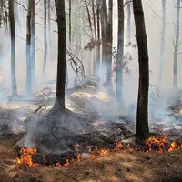 ۱۴ گروه زمینی مشغول مهار آتش در جنگلهای چالوس هستند