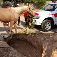 نجات اسب گرفتار شده در گل و لای توسط آتشنشانان دزفول