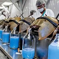 خون آبی خرچنگ ناجی انسان ها