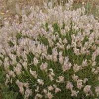 کاهش گیاهان مرتعی خنکپسند در خراسان شمالی/ ورود خسارت ۶.۱ همت به مراتع استان براثر خشکسالی