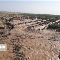 سیلاب به مزارع گل نرگس آبدانان خسارت زد