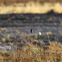 نفسِ تنگ «هشیلان» زیر سایه خشکسالی