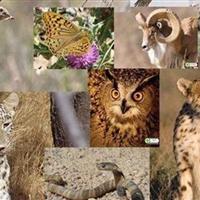 حضور فعال ایران با ۵۱ پیشنهاد در اجلاس جهانی گونههای گیاهی و جانوری در خطر انقراض