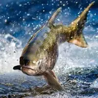 تولید سالیانه ۶۵۰۰ تُن ماهی گرمآبی و سردآبی در همدان