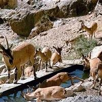 مدیرکل حفاظت محیط زیست کردستان: مردم به هیچوجه به حیاتوحش غذا ندهند