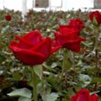 وجود ۷۹ هکتار سطح زیرکشت گلخانه در خراسان جنوبی