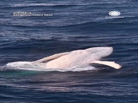 نمایش خیرهکننده نهنگ سفید کمیاب