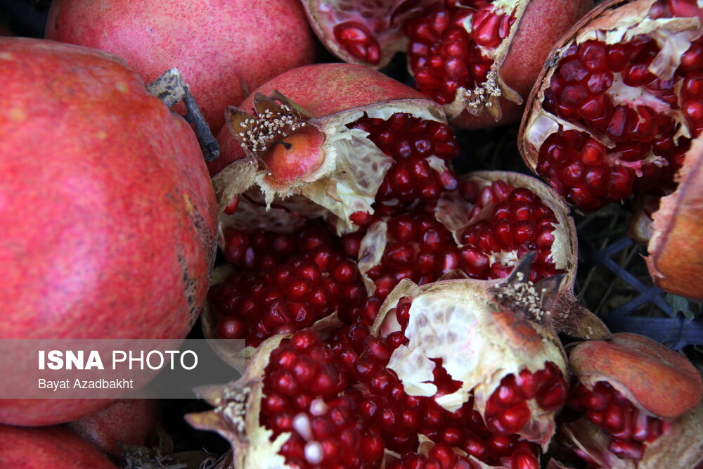 عکس/پاییز سرخ لرستان در انارستان زیر تنگ سیاب، کوهدشت