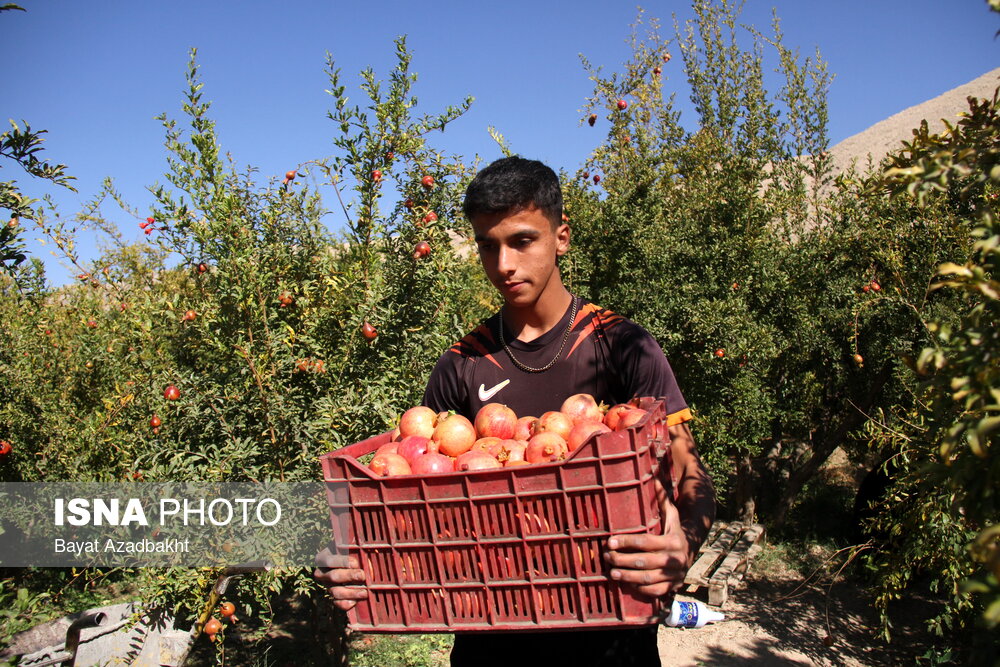 عکس/پاییز سرخ لرستان در انارستان زیر تنگ سیاب، کوهدشت