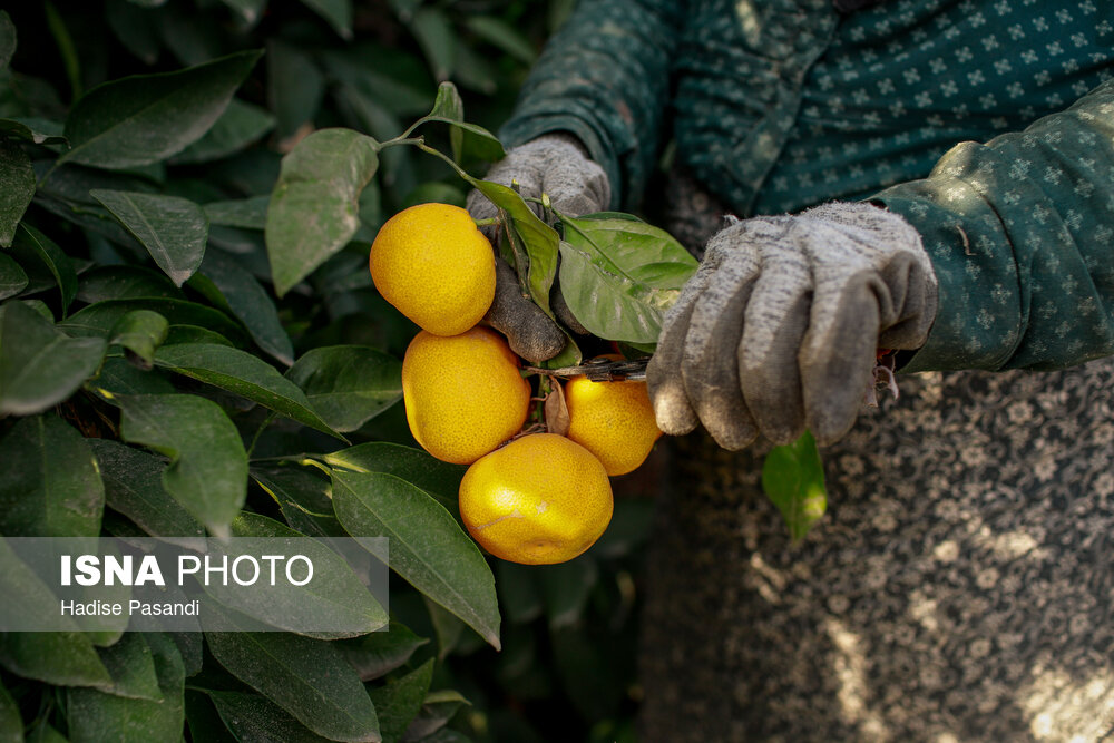 برداشت نارنگی از باغهای هاشمآباد گرگان