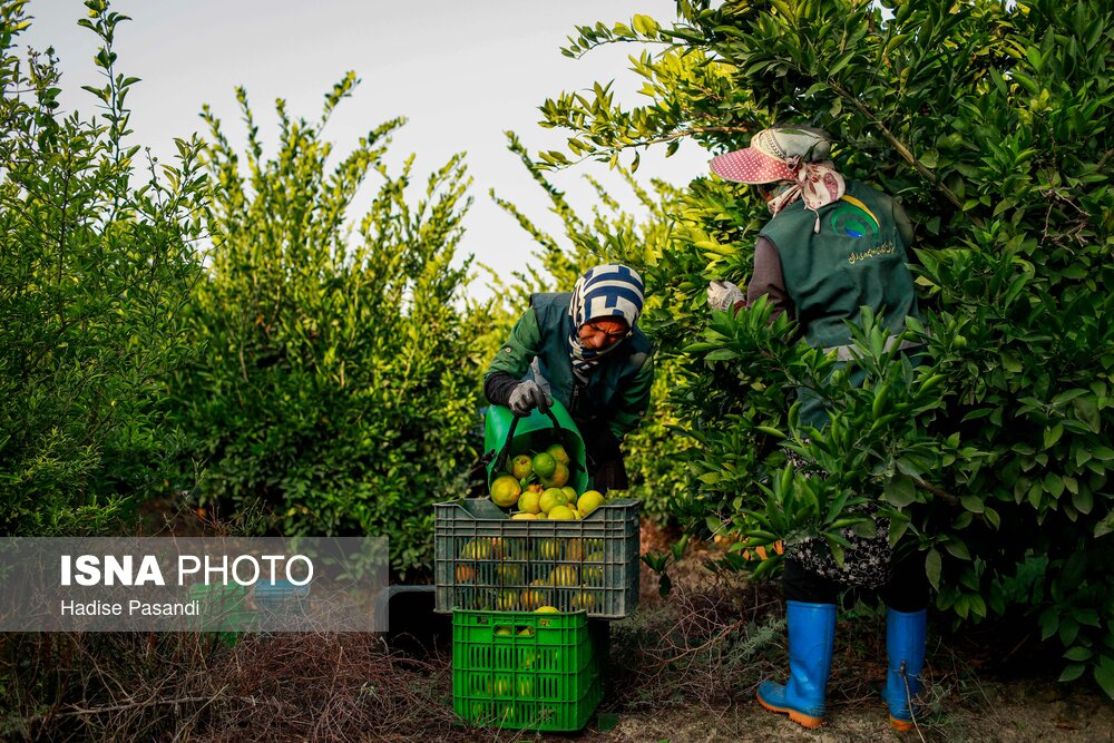 برداشت نارنگی از باغهای هاشمآباد گرگان