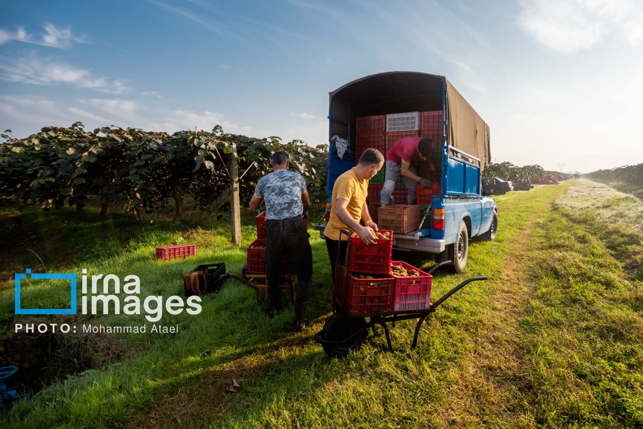 برداشت کیوی در سلمانشهر استان مازندران