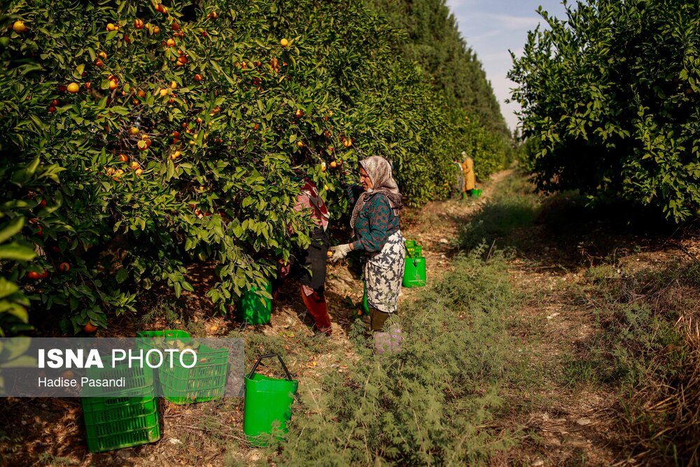 برداشت نارنگی از باغهای هاشمآباد گرگان